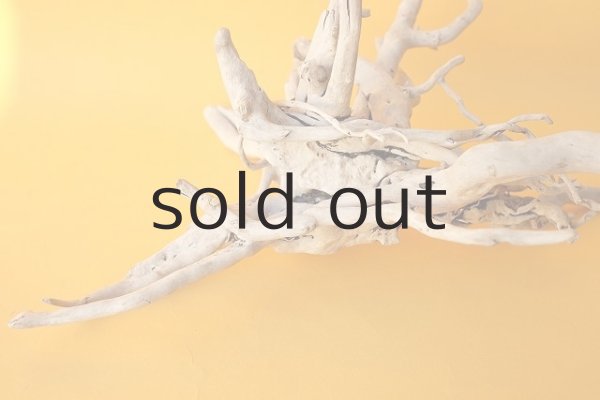 画像9: 流木根 (9)