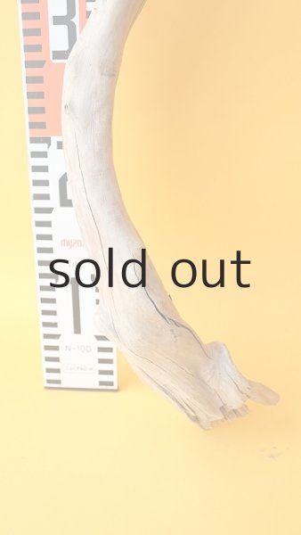 画像5: 枝流木 (5)