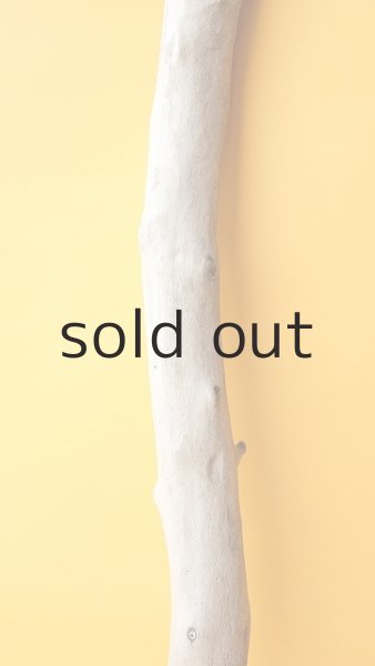 画像3: 幹流木 (3)