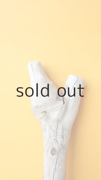 画像4: 幹流木 (4)