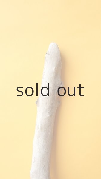 画像4: 幹流木 (4)