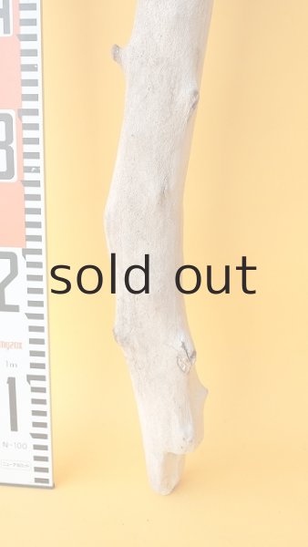 画像5: 幹流木 (5)