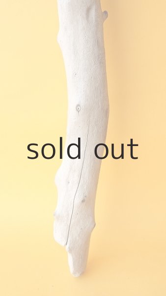 画像2: 幹流木 (2)