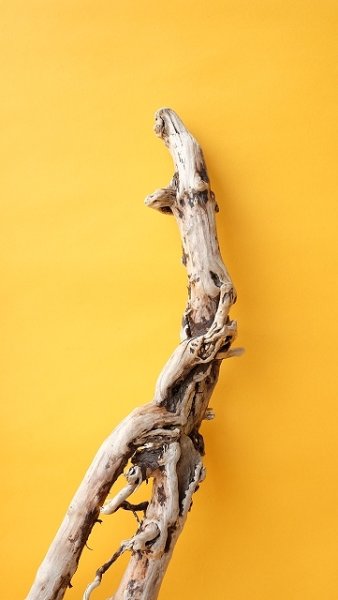 画像5: 流木根 (5)