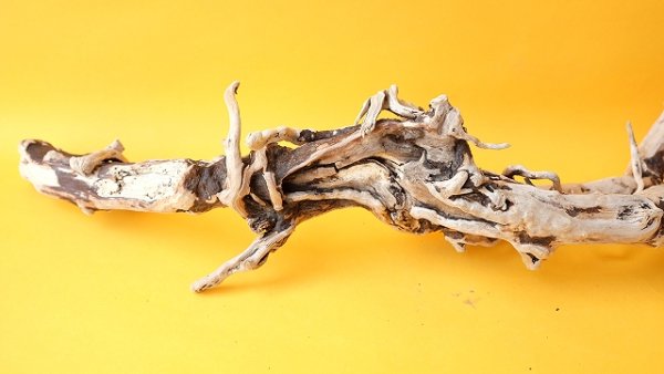 画像6: 流木根 (6)