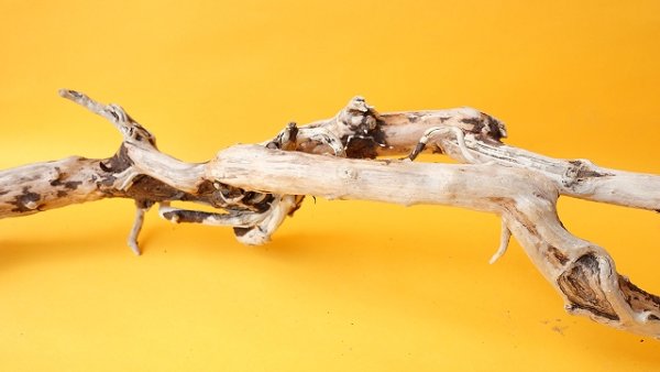 画像9: 流木根 (9)