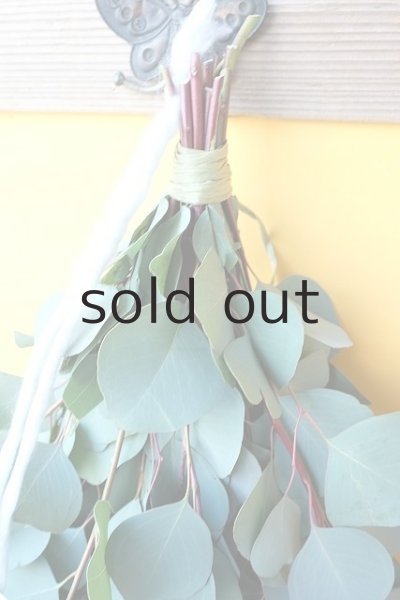 画像2: Dry plants for decor ユーカリシンプルスワッグ (2)