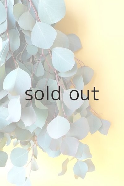 画像3: Dry plants for decor ユーカリシンプルスワッグ (3)