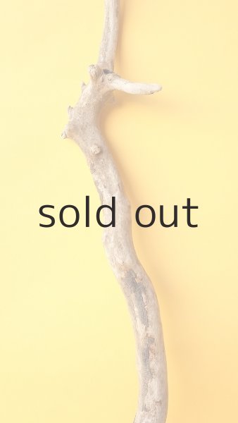 画像3: 枝流木 (3)