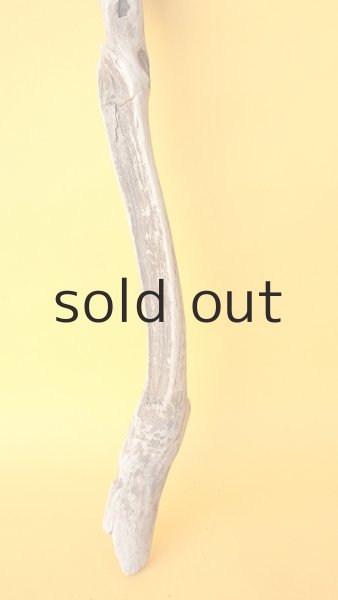 画像2: 枝流木 (2)