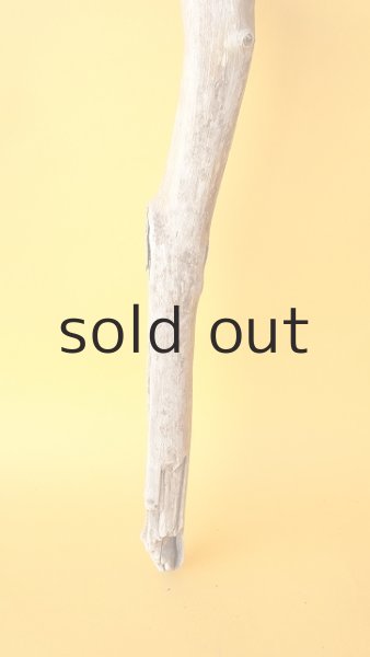 画像2: 枝流木 (2)