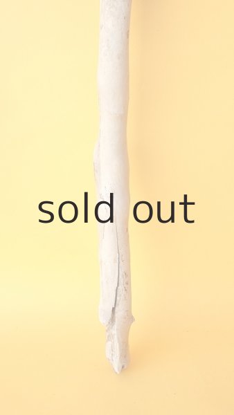 画像2: 枝流木 (2)