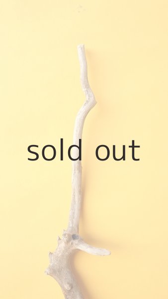 画像4: 枝流木 (4)