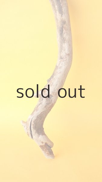 画像2: 枝流木 (2)