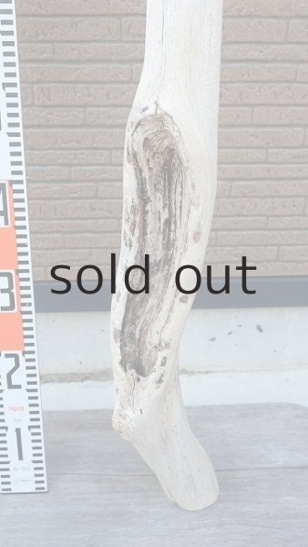 画像6: 大型　幹 (6)