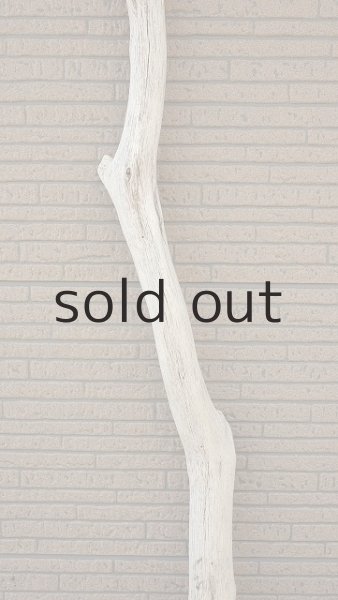 画像4: 大型　幹 (4)