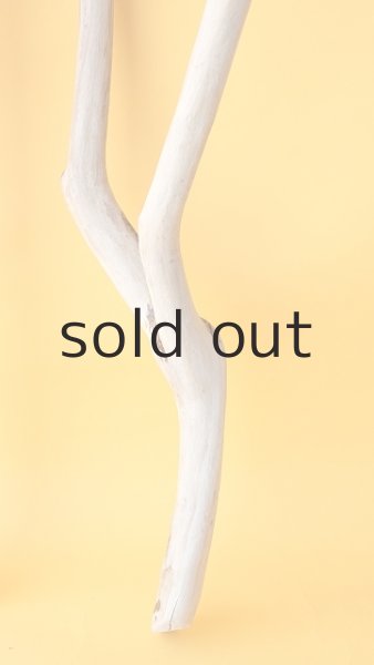 画像5: 枝流木 (5)