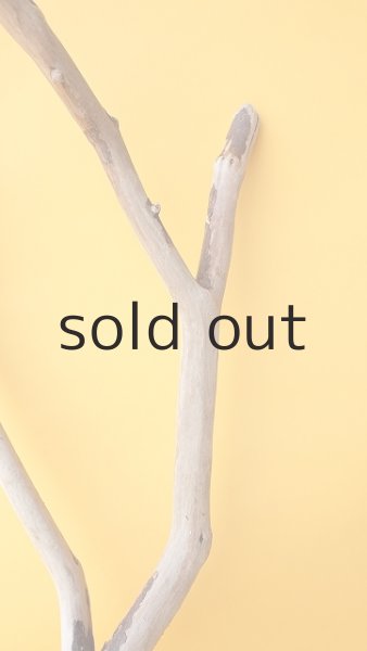 画像3: 枝流木 (3)