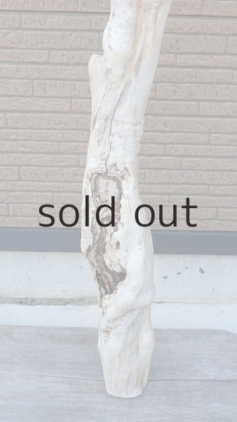 画像2: 大型　幹 (2)