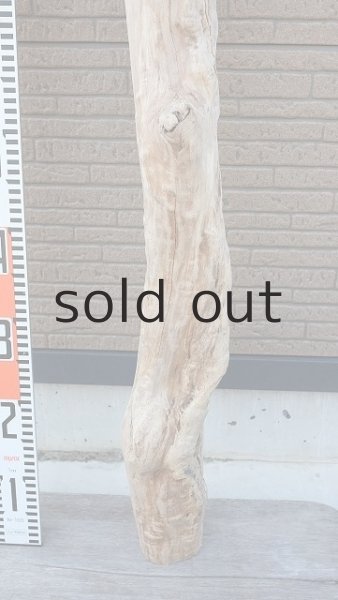 画像6: 大型　幹 (6)