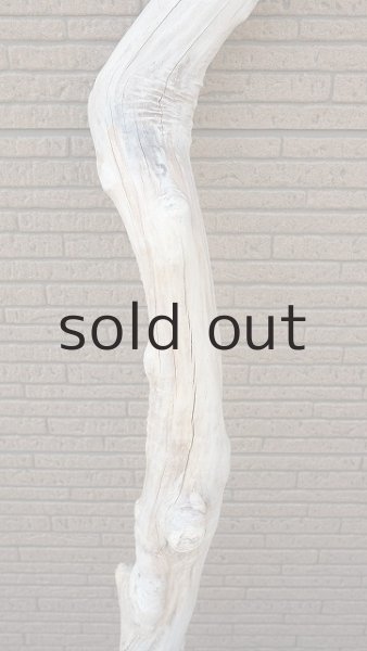 画像3: 大型　幹 (3)