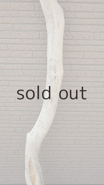 画像3: 大型　幹 (3)