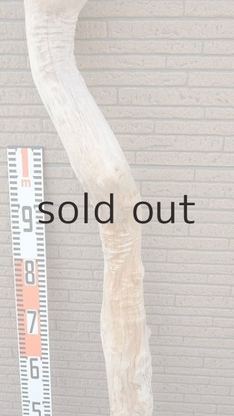 画像7: 大型　幹 (7)