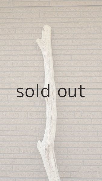 画像5: 大型　幹 (5)