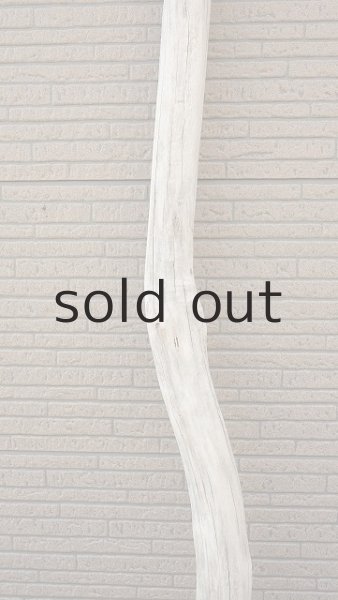 画像3: 大型　幹 (3)