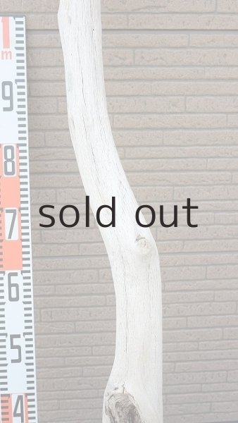 画像7: 大型　幹 (7)