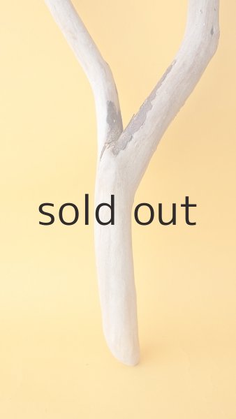 画像2: 枝流木 (2)