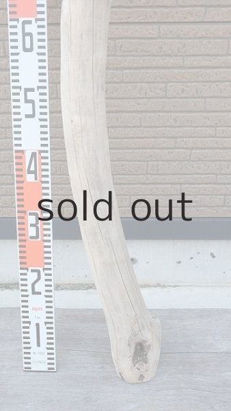 画像6: 大型　幹 (6)