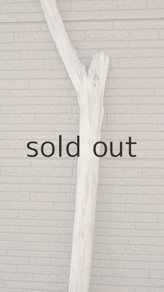 画像4: 大型　幹 (4)