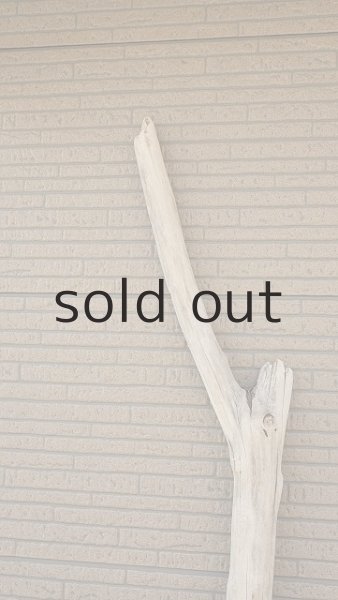 画像5: 大型　幹 (5)