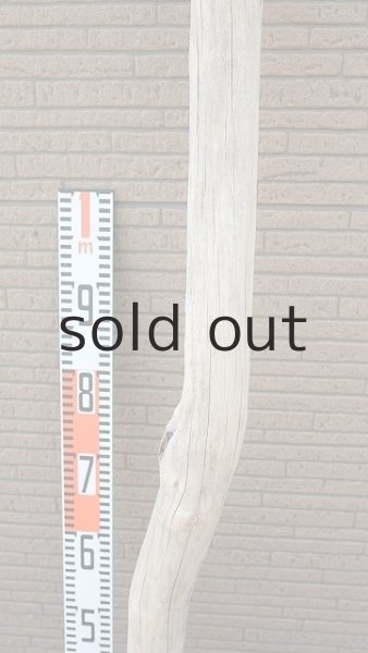 画像7: 大型　幹 (7)