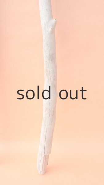 画像5: 枝流木 (5)