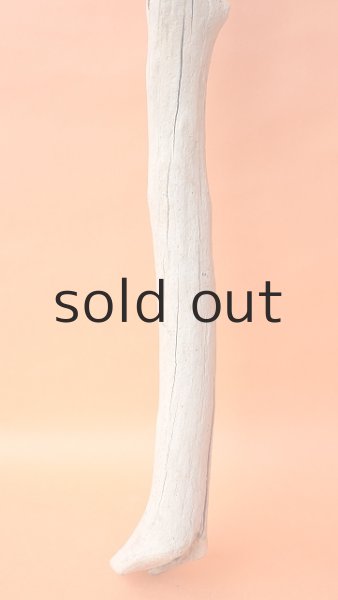 画像2: 枝流木 (2)