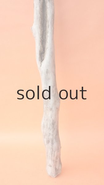 画像2: 枝流木 (2)