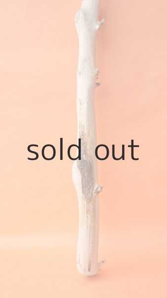 画像2: 枝流木 (2)