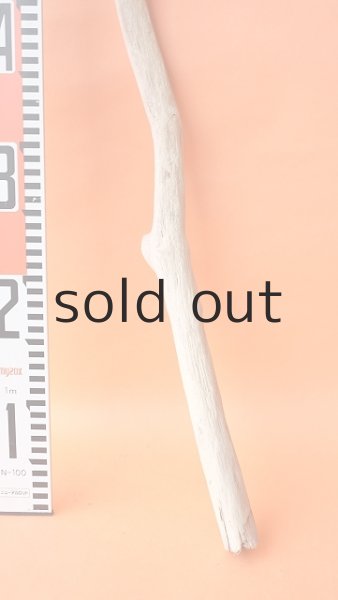 画像5: 枝流木 (5)