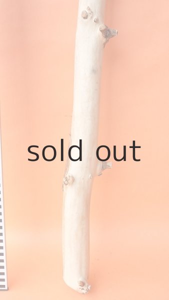 画像5: 枝流木 (5)