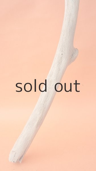 画像2: 枝流木 (2)