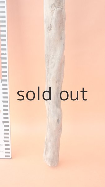 画像6: 枝流木 (6)