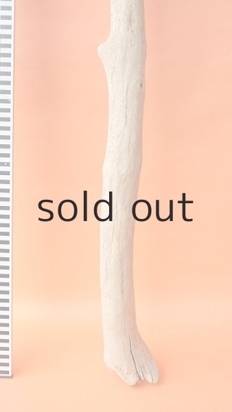 画像5: 枝流木 (5)