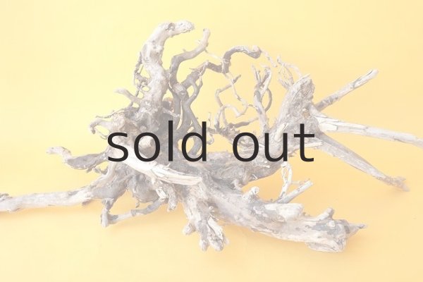 画像7: 流木根 (7)