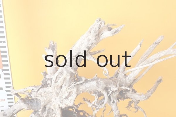 画像6: 流木根 (6)