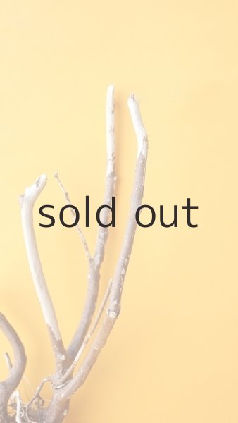 画像4: 流木根 (4)