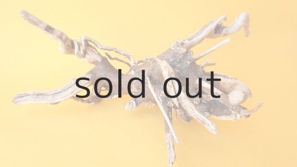 画像2: 流木根 (2)