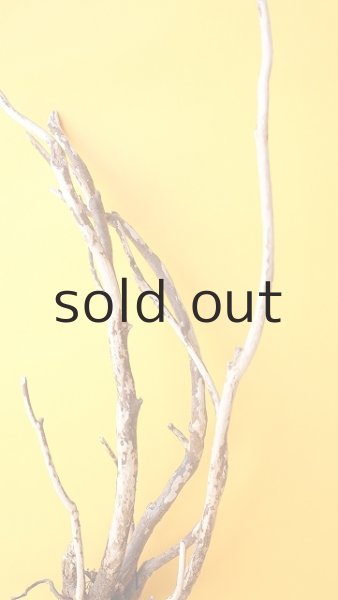 画像3: 流木根 (3)