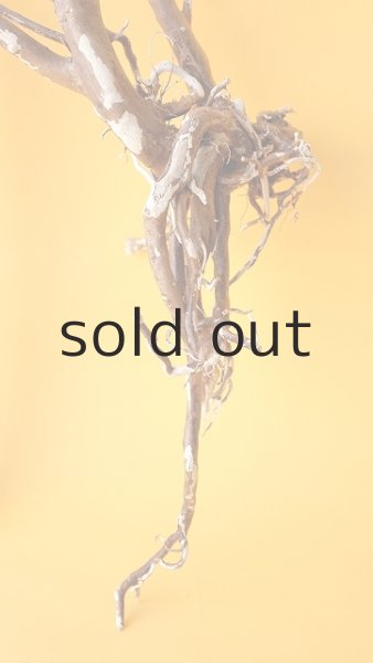 画像5: 流木根 (5)